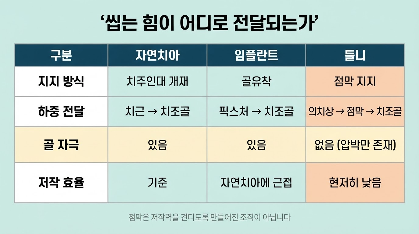 교합력 전달방식의 차이